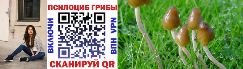 даркнет сайт Цимлянск Псилоцибиновые грибы Magic Shrooms